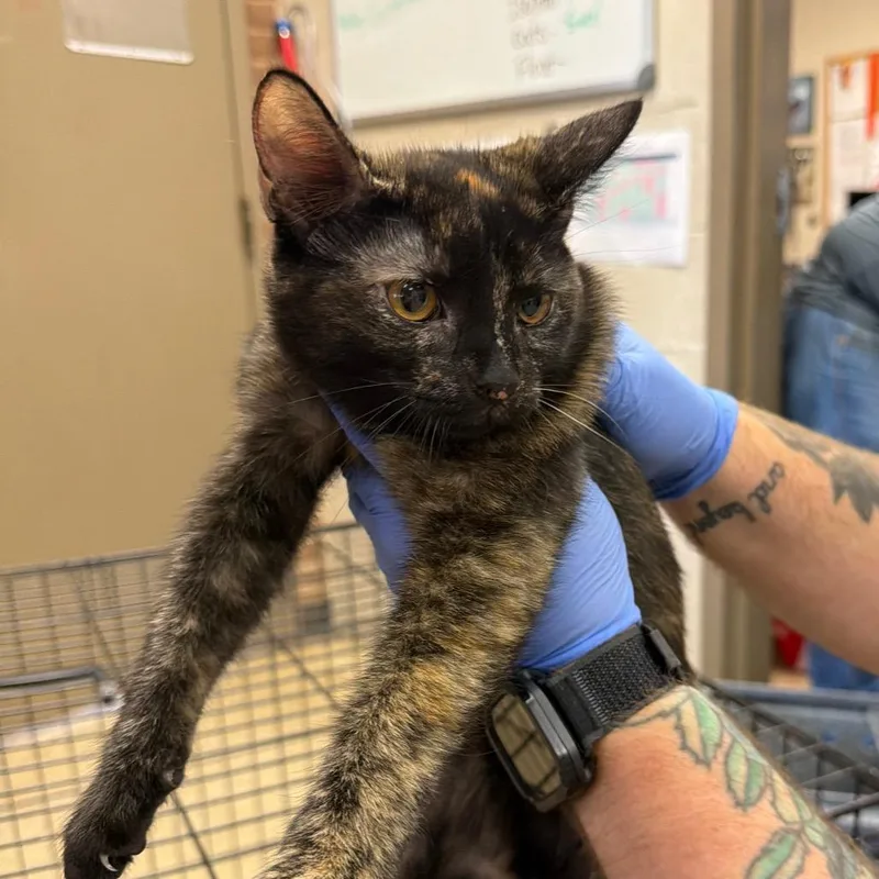 A baby medium-sized female Domestic Short Hair cat named Rosa for adoption in Birmingham, AL