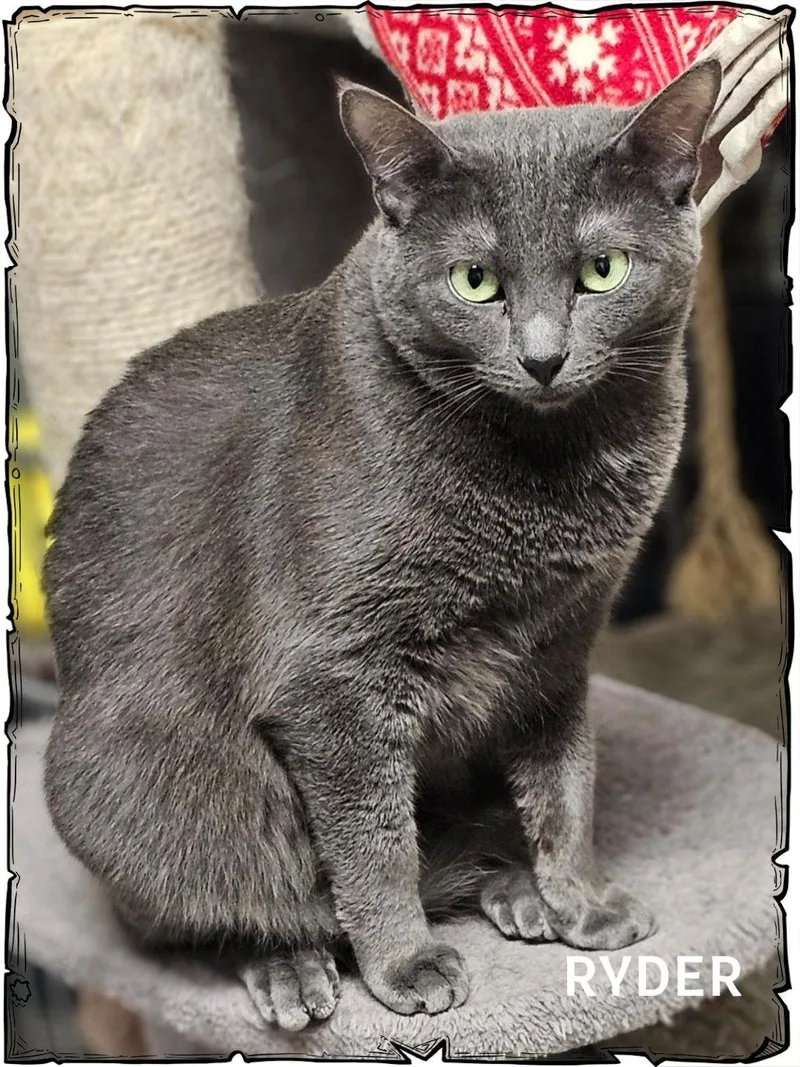 Scissors thumbnail 2