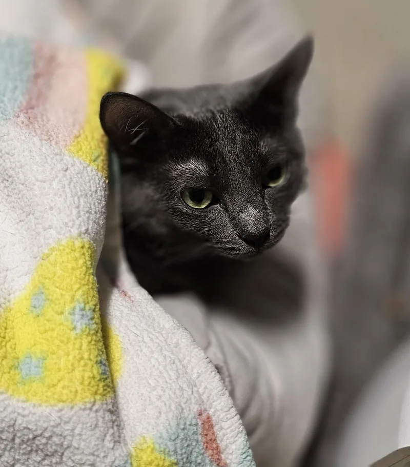 Scissors thumbnail 3