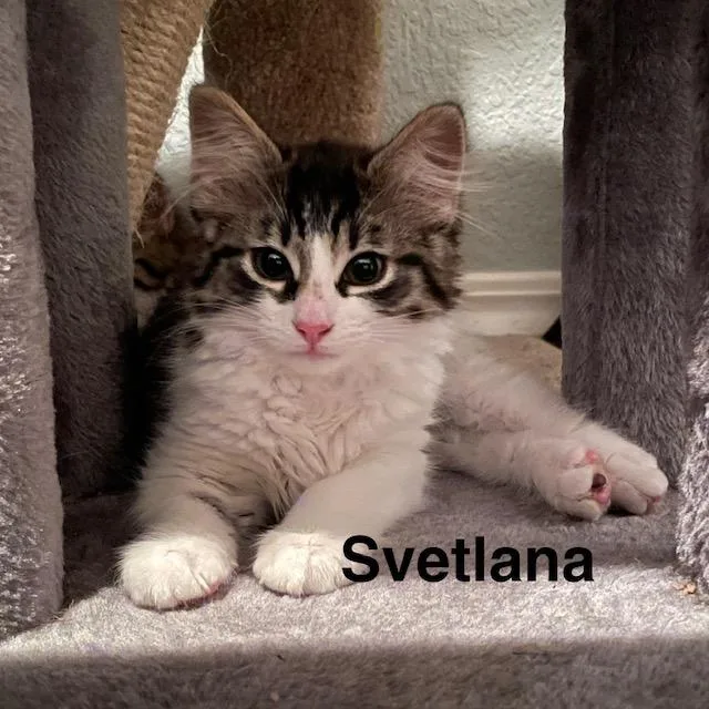 A baby medium-sized female Tabby (Brown / Chocolate) Domestic Medium Hair cat named Svetlana for adoption in Olympia, WA