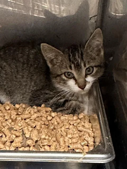 A baby small-sized female Domestic Short Hair cat named Stacy for adoption in Albuquerque, NM