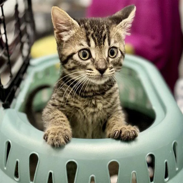A baby small-sized male Brown / Chocolate Domestic Short Hair cat named Hitch for adoption in Tavares, FL
