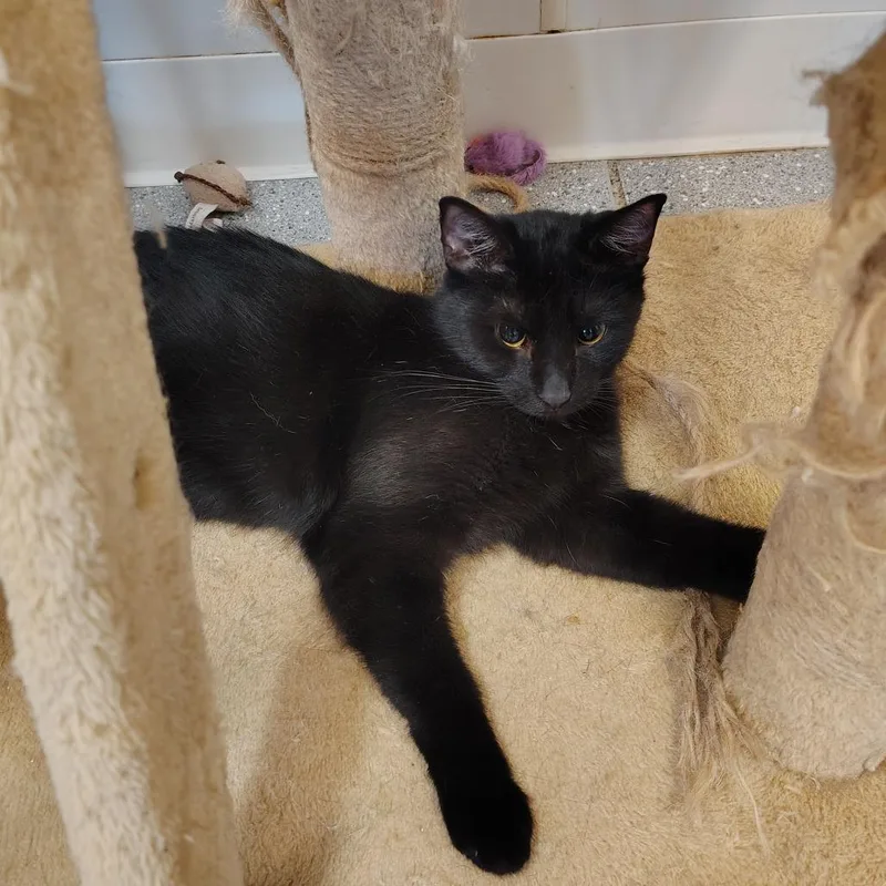 A young small-sized female Black American Shorthair cat named Espresso for adoption in Indiana, PA