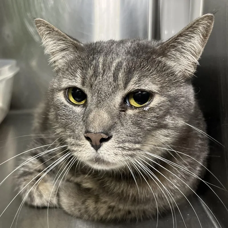 An adult extra large-sized male Gray / Blue / Silver Domestic Short Hair cat named Griffon for adoption in Palm Springs, CA