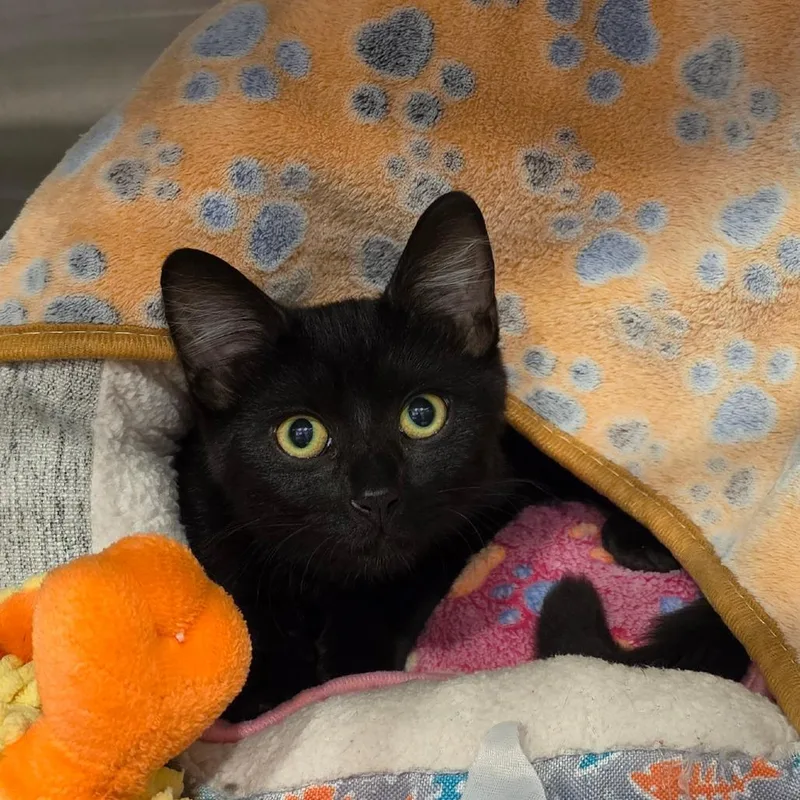 A baby medium-sized female Black Domestic Short Hair cat named Tuna Turner for adoption in Tipton, IN