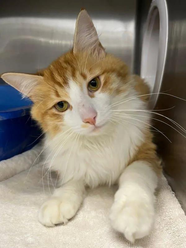 A young medium-sized male Domestic Medium Hair cat named Doritos Locos Taco for adoption in Millersville, MD