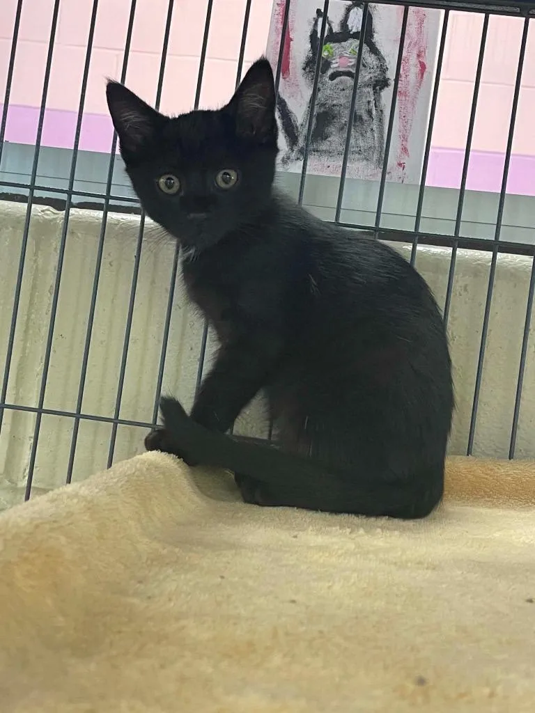 A baby medium-sized male Domestic Short Hair cat named Yeosang for adoption in Hamilton, OH