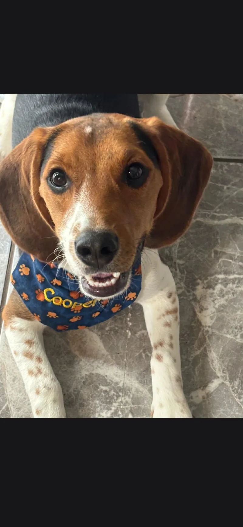 A young medium-sized male Beagle dog named Couper for adoption in TULSA, OK