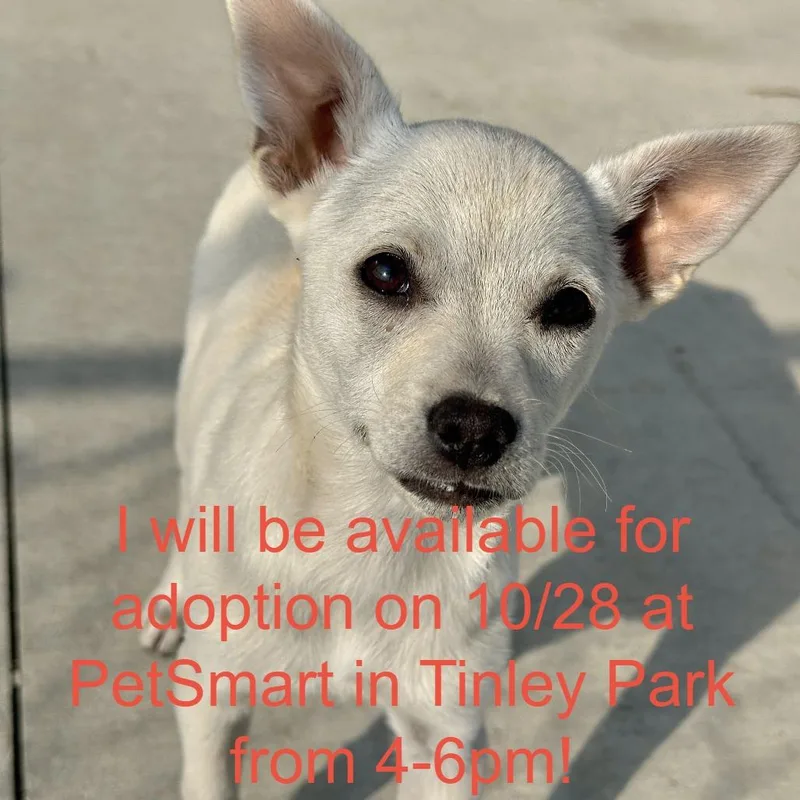 A baby medium-sized female White / Cream Chihuahua dog named Winifred for adoption in Matteson, IL