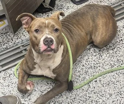 An adult large-sized female Mixed Breed dog named Sharpay for adoption in West Chester, PA
