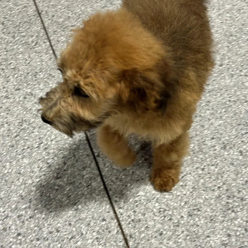 A baby small-sized female Wheaten Terrier dog named Winnie the Whoodle for adoption in Antwerp, OH
