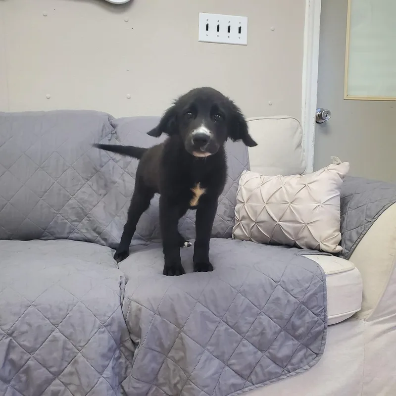 A baby medium-sized female Black Labrador Retriever dog named Tasha for adoption in Farmington, MO