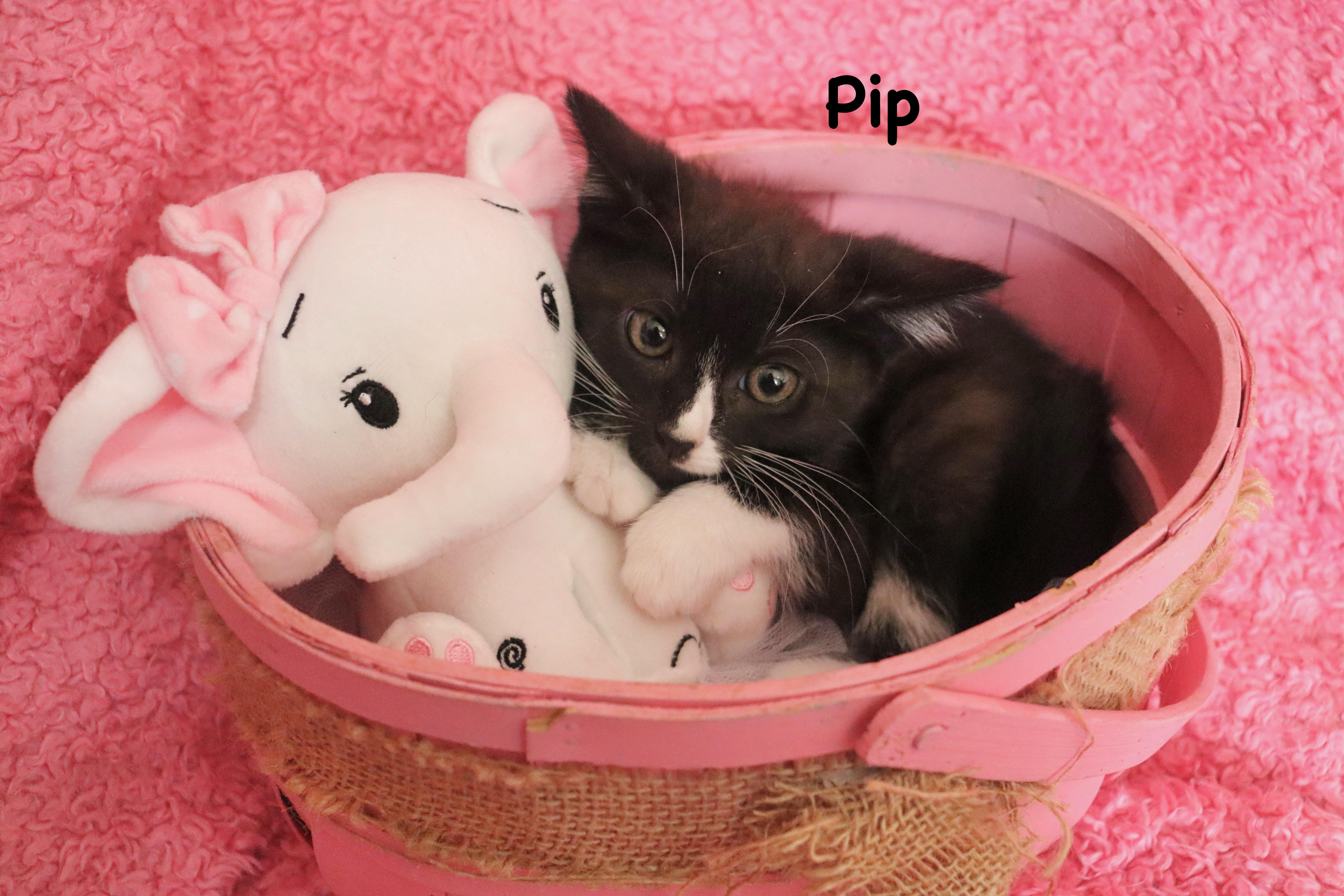 Pip thumbnail 2