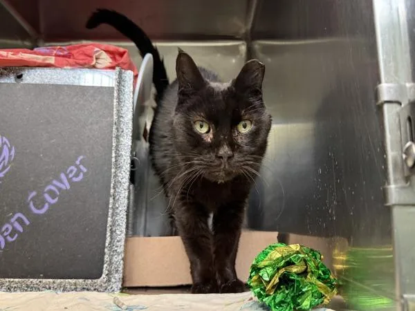 A senior medium-sized male Domestic Short Hair cat named Ushi for adoption in New York, NY