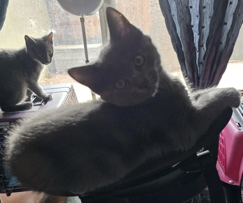 A young medium-sized male Domestic Short Hair cat named Slate for adoption in Phoenix, AZ