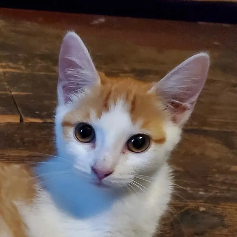 A baby small-sized female Orange & White Domestic Short Hair cat named Isnochys for adoption in Maple Shade, NJ