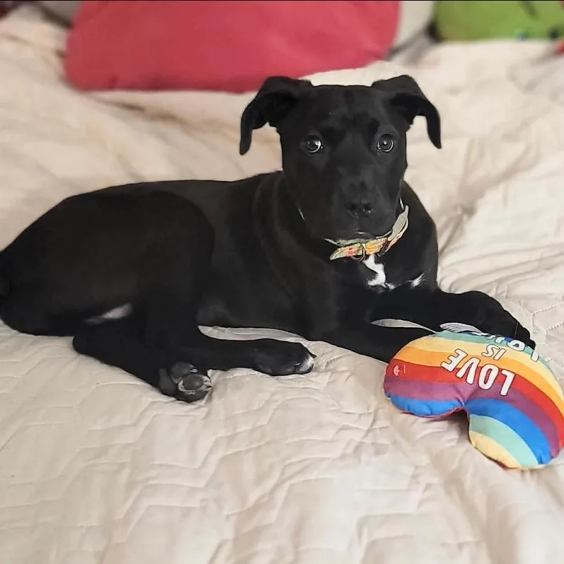 A baby large-sized female Black Mixed Breed dog named Dublin for adoption in Plainfield, IL