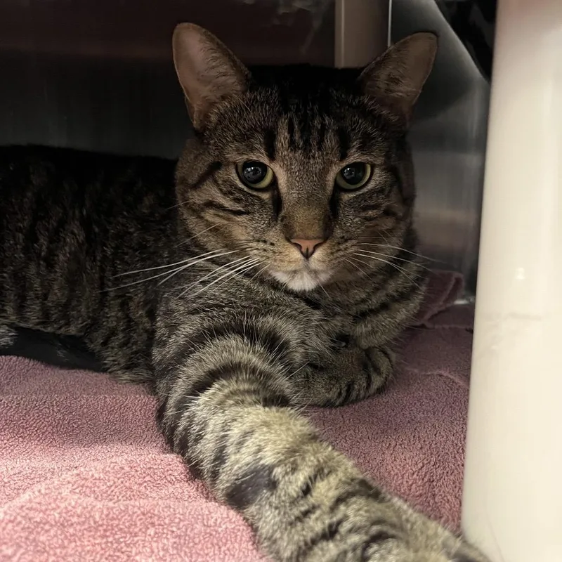 An adult large-sized male Brown / Chocolate Domestic Short Hair cat named Pickles for adoption in Fort Wayne, IN