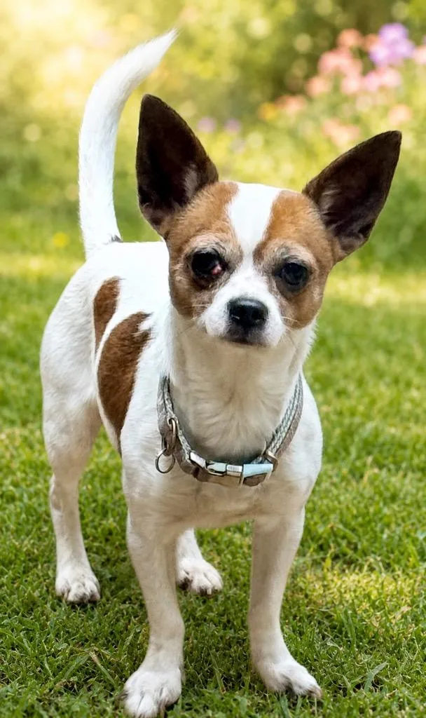 An adult small-sized male Chihuahua dog named Schroeder for adoption in Crossville, TN