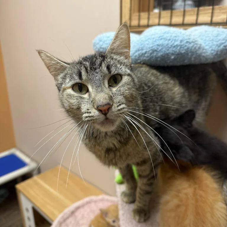 An adult medium-sized female Tabby (Brown / Chocolate) Domestic Short Hair cat named Nicely for adoption in Oconto, WI