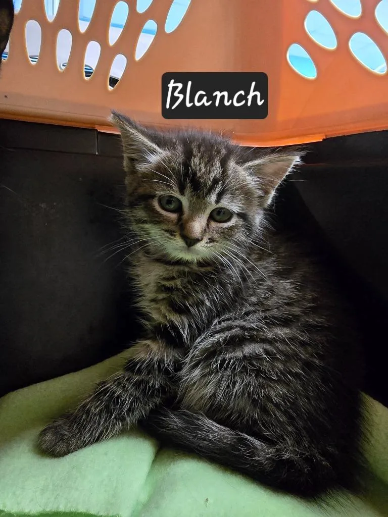 Blanch