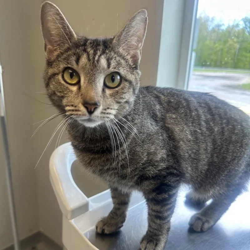 An adult medium-sized female Brown / Chocolate Domestic Short Hair cat named Tiana for adoption in Columbia Station, OH
