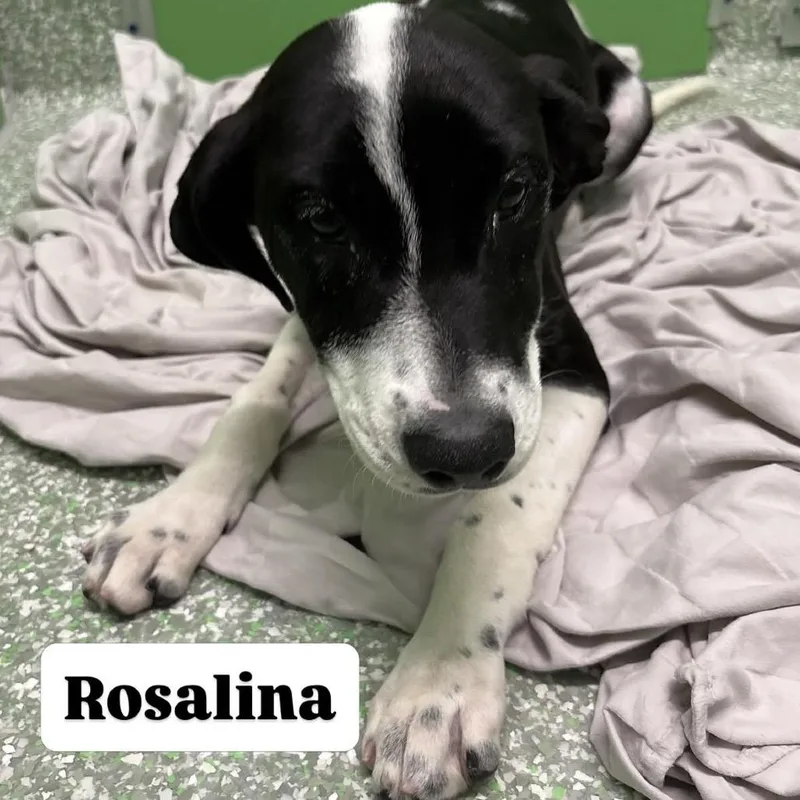 A baby medium-sized female Black Hound dog named Rosalina for adoption in Calverton, NY