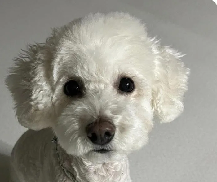 An adult small-sized female Bichon Frise dog named Cherry for adoption in San Ramon, CA