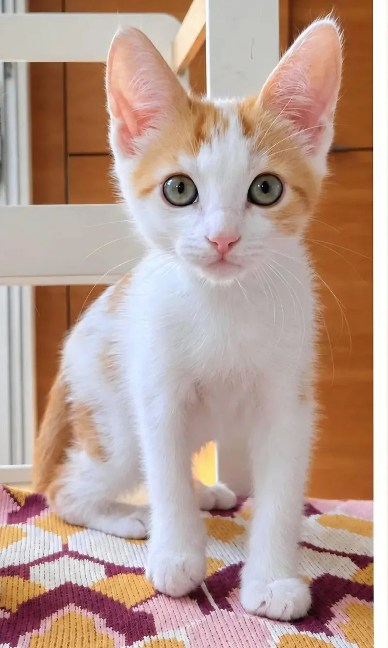 A baby medium-sized male Orange & White Tabby cat named Patches for adoption in Campbell, CA