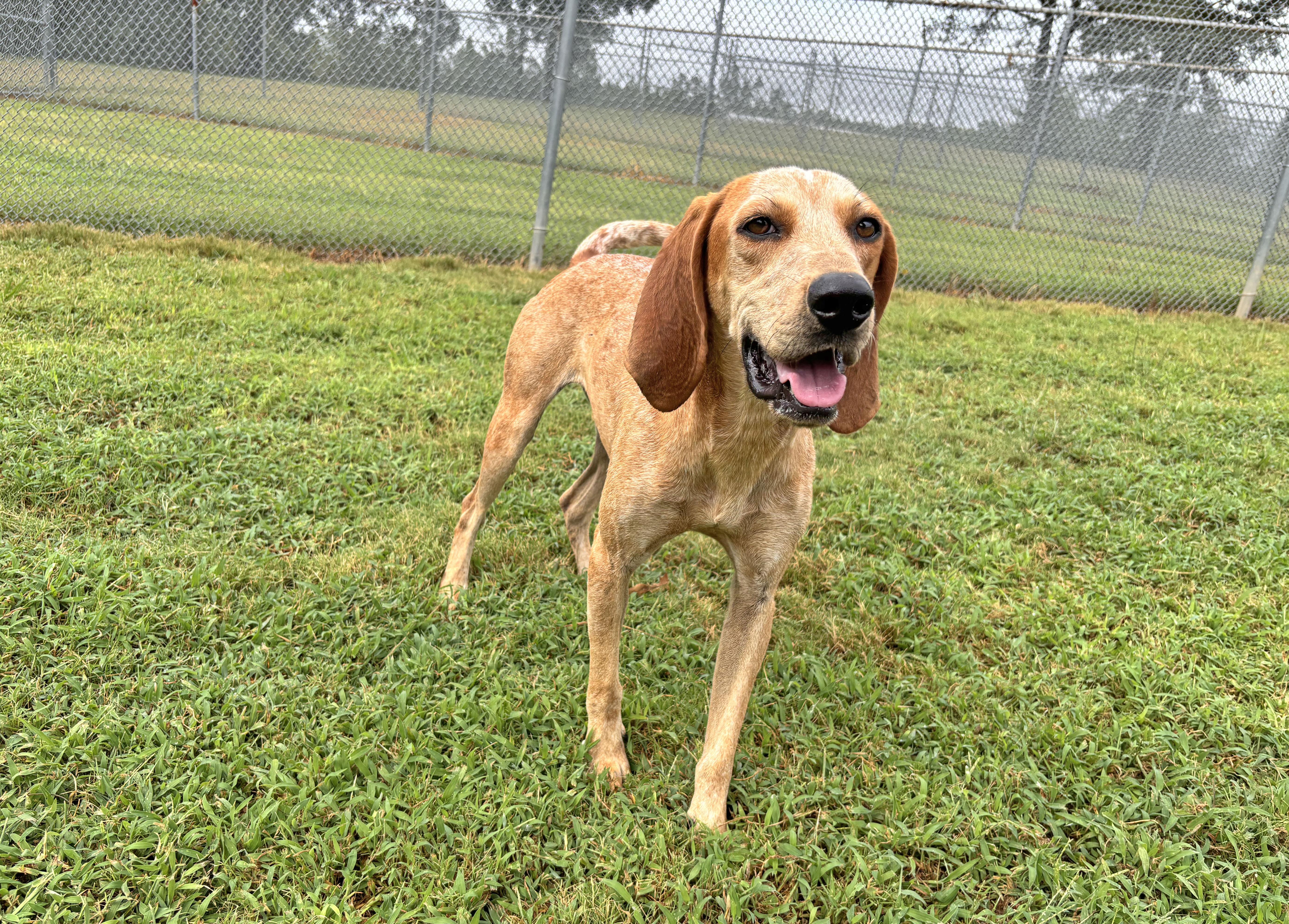 An adult medium-sized female Red / Chestnut / Orange English Coonhound dog named Viva for adoption in Savannah, TN