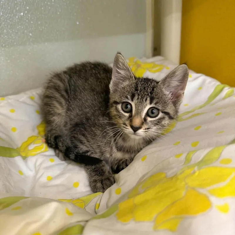 A baby medium-sized female Domestic Short Hair cat named Alexie for adoption in Penn Yan, NY