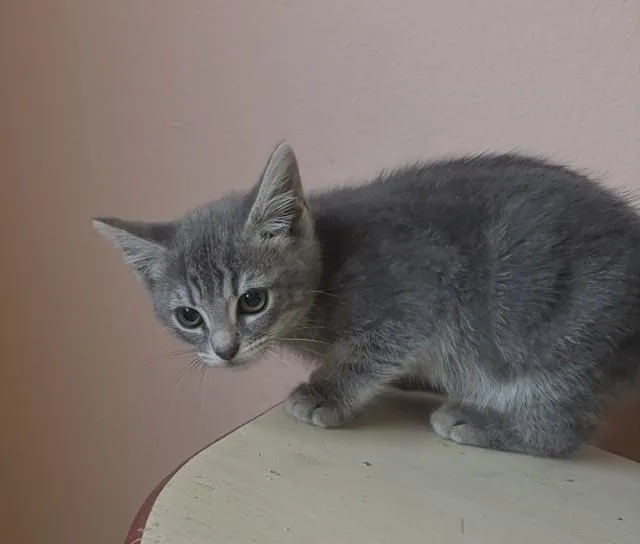 A baby small-sized female Domestic Short Hair cat named Taylor for adoption in Camarillo, CA