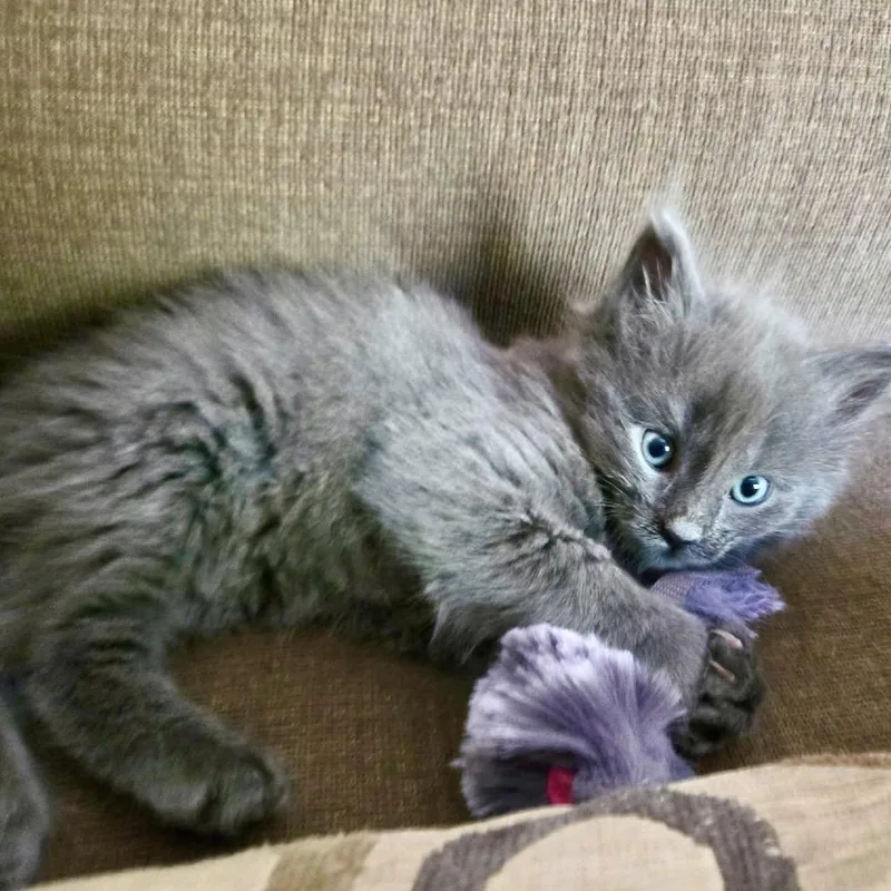 A baby small-sized male Domestic Long Hair cat named Rodrigo for adoption in Ferndale, MI