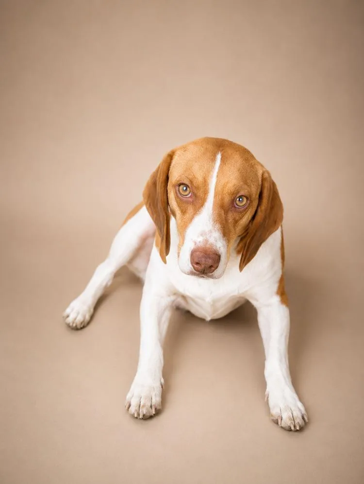 An adult medium-sized female Brown / Chocolate Beagle dog named Daisy for adoption in Chuckey, TN