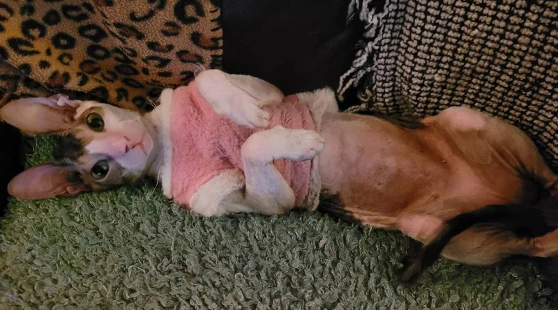 An adult medium-sized female Cornish Rex cat named Cassie Bonded To Stella for adoption in Phoenix, AZ