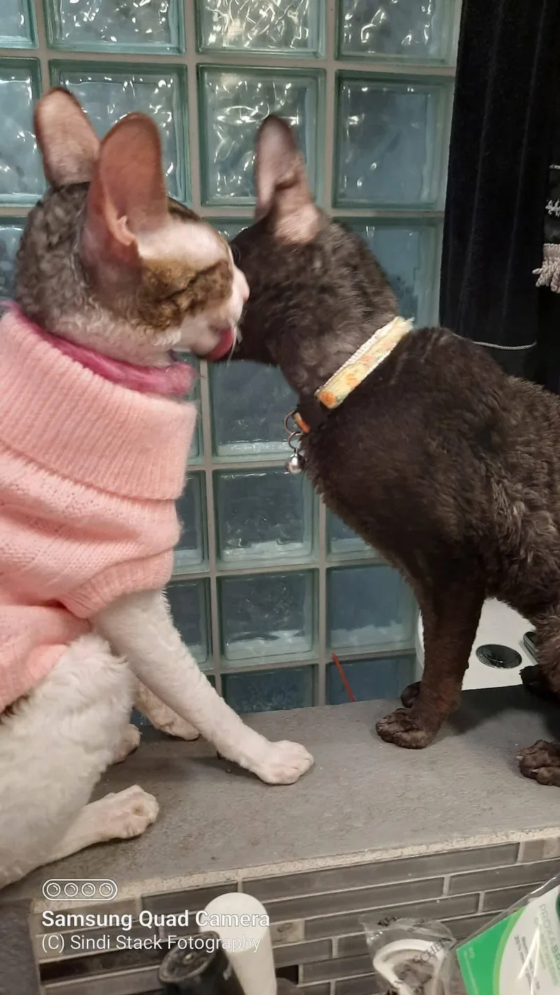 Cassie Bonded To Stella thumbnail 2
