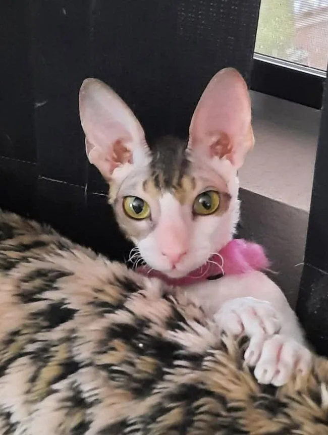 Cassie Bonded To Stella thumbnail 3