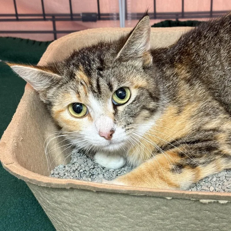 A young medium-sized female Torbie Domestic Short Hair cat named Joy for adoption in Austin, TX