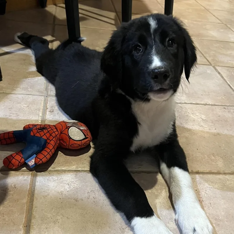 A baby large-sized female Great Pyrenees dog named Birdie for adoption in Cumming, GA