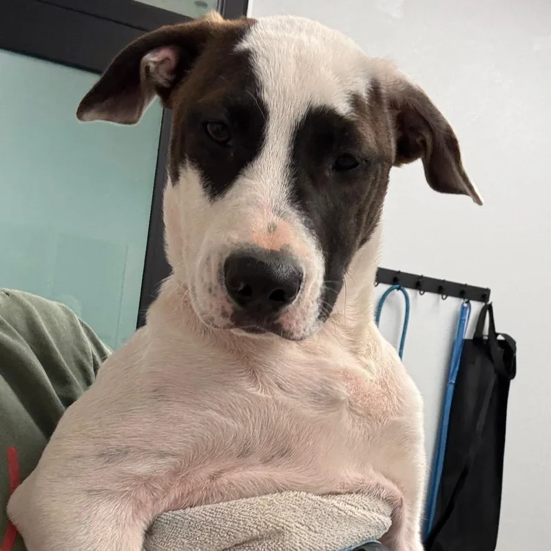 A baby medium-sized male White / Cream Great Dane dog named Taylor for adoption in Abilene, TX