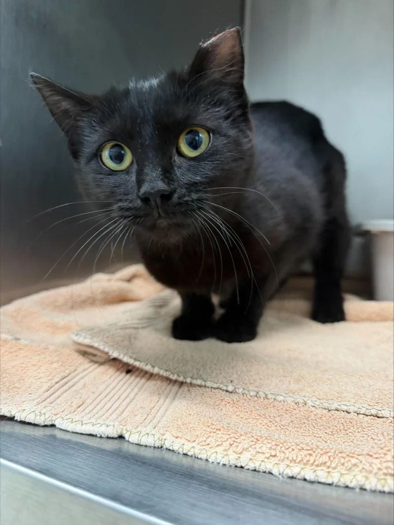 A young small-sized female Black Domestic Short Hair cat named Marion for adoption in Yorkville, IL