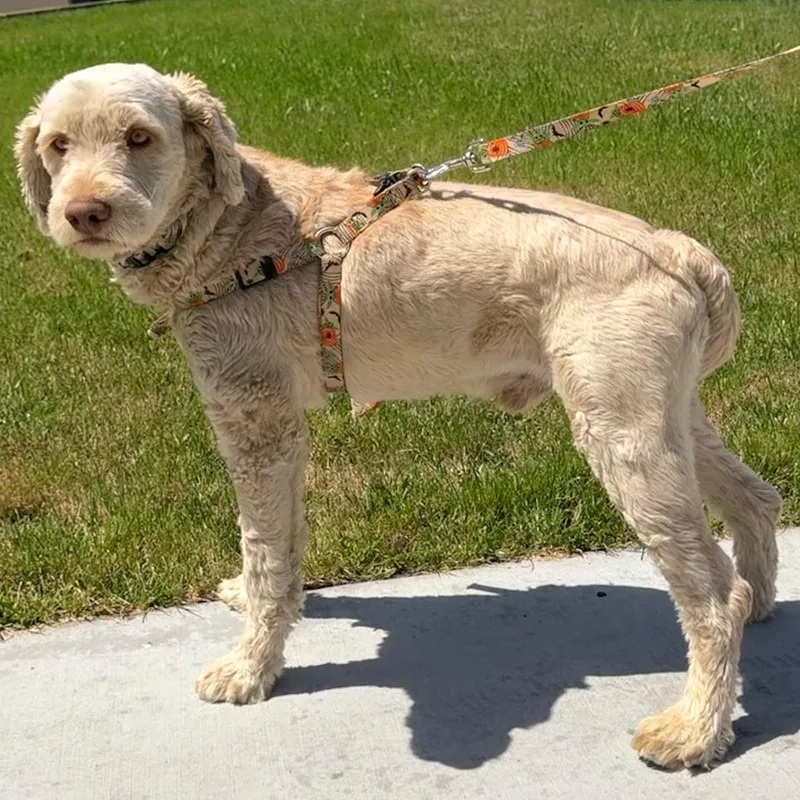 Mr. Gentle Bert thumbnail 2