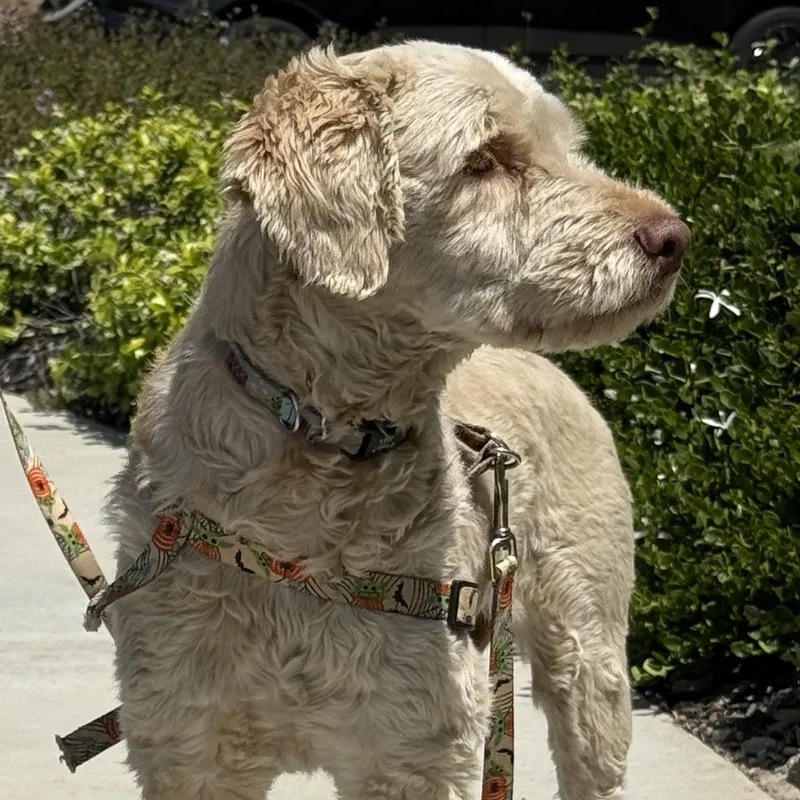 Mr. Gentle Bert thumbnail 3