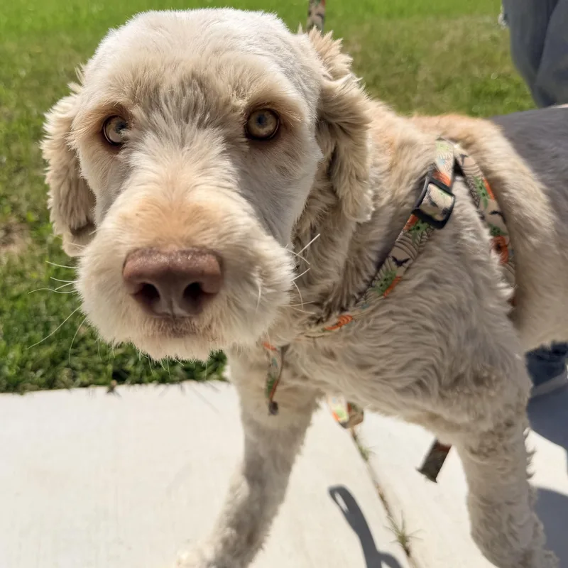 Mr. Gentle Bert thumbnail 4