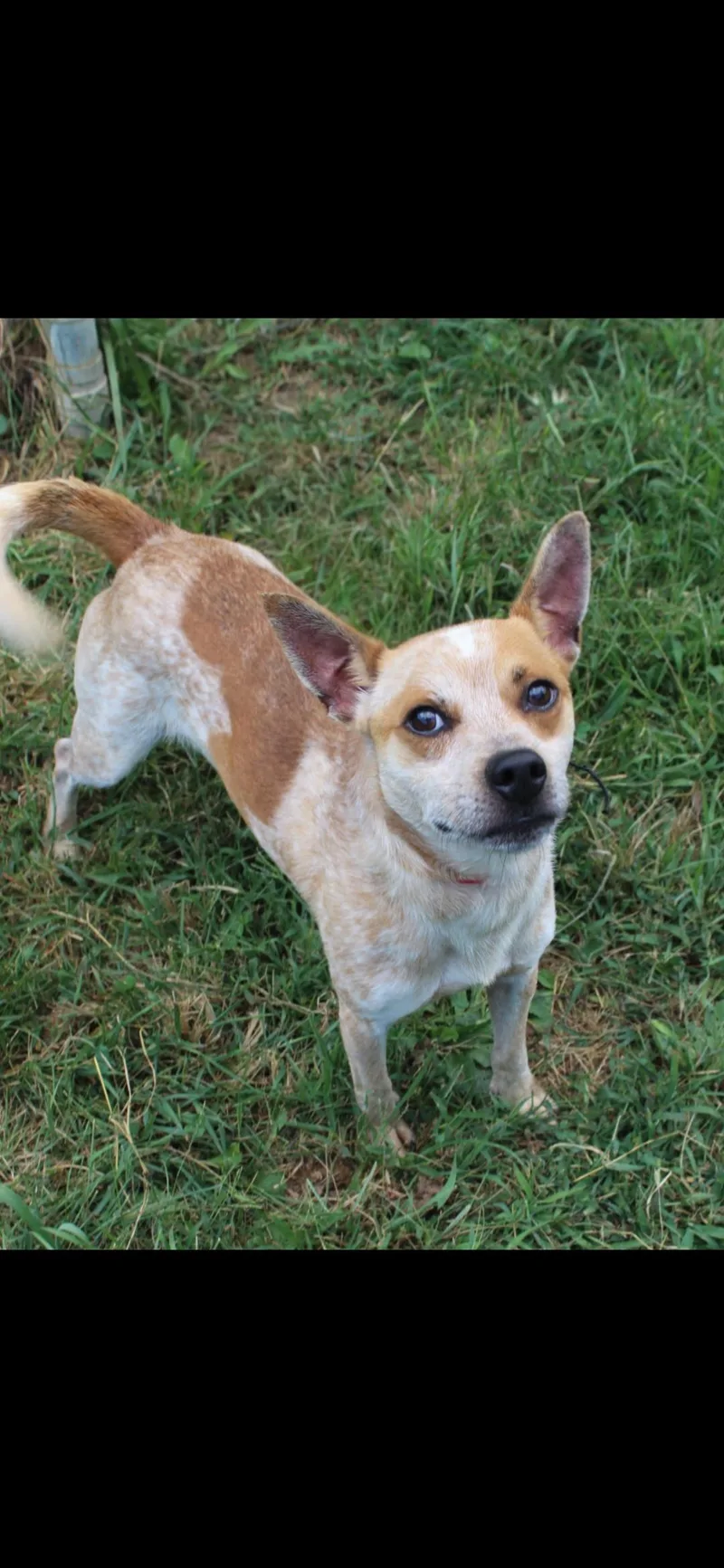 A young small-sized male Red / Chestnut / Orange Australian Cattle Dog / Blue Heeler dog named Wesson for adoption in Berea, KY