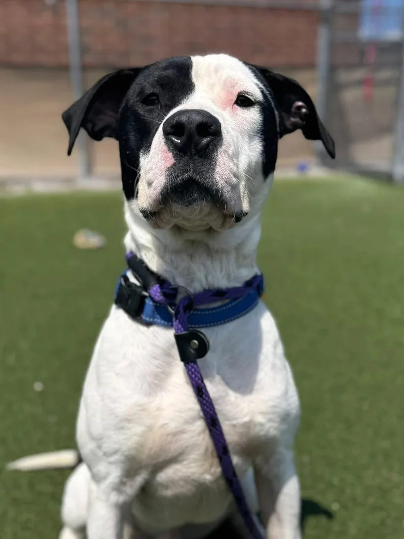 A young medium-sized male Black Terrier dog named Dinger for adoption in Elyria, OH