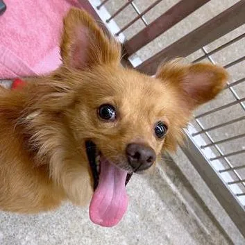 An adult small-sized male Golden Pomeranian dog named Pip for adoption in Woodinville, WA