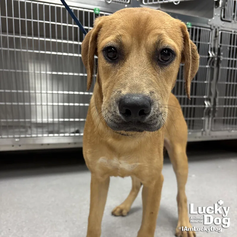 A young large-sized male Labrador Retriever dog named Tex for adoption in Washington, DC