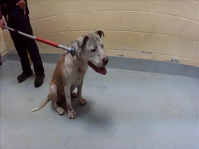 An adult large-sized male Pit Bull Terrier dog named Blue for adoption in Tulsa, OK