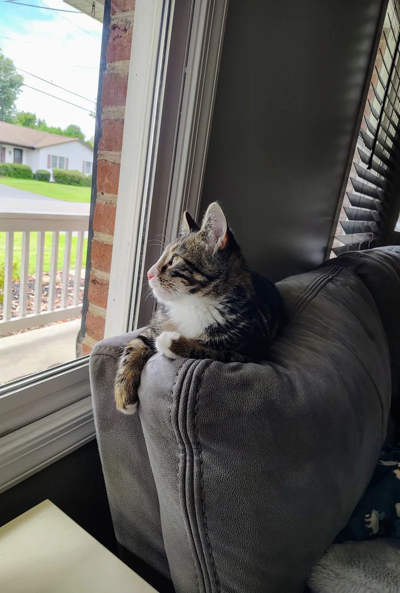 A baby medium-sized male Tabby (Brown / Chocolate) Domestic Short Hair cat named Computah for adoption in Lemoyne, PA